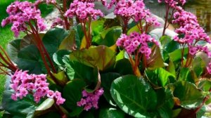 Что посадить в тени? ТОП-20 растений