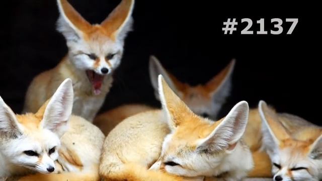 #2137. Лисы (В мире животных) смотреть онлайн