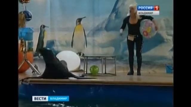 Дельфинарий во Владимире смотреть онлайн