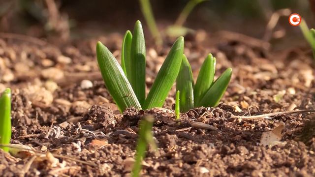 Ждать ли Севастополю крещенских морозов? смотреть онлайн