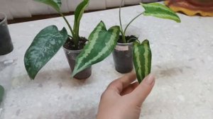 Секрет шизматоглоттиса, или это я удачно зашла! 🆕