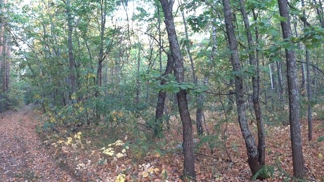 Нагонка русской гончей 2022.Застрял в песках смотреть онлайн