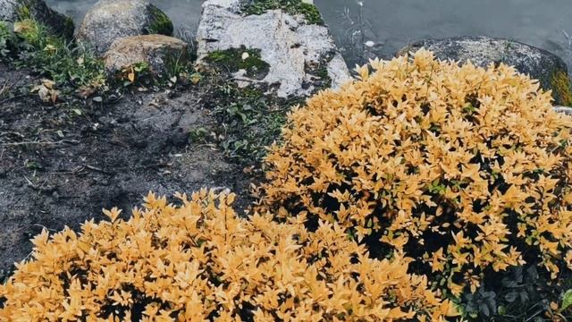 VID 20221016 212738 Люби (К. Бальмонт)...Павел Васильев Лахтинский смотреть онлайн