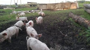 поросята,электропастух