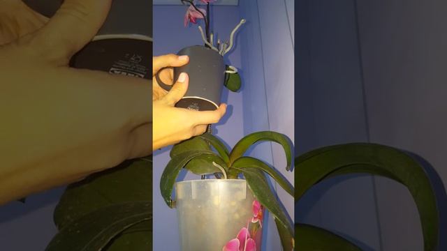 Подготовка детки орхидеи к отделению. смотреть онлайн