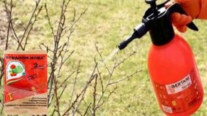 Борьба со стеклянницей на смородине