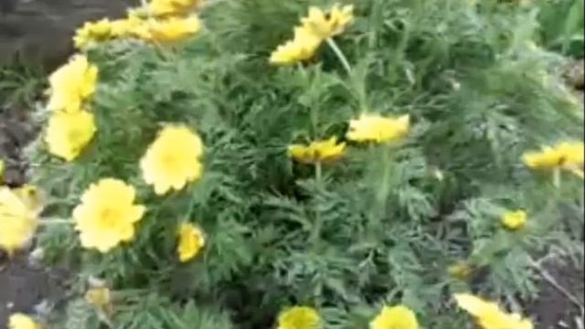 Весна Автор и исполнитель Леонид Максименко Автор видео Нина Рудакова смотреть онлайн