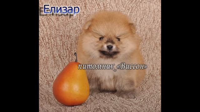 Продажа. Цвергшпицы, мальчики смотреть онлайн