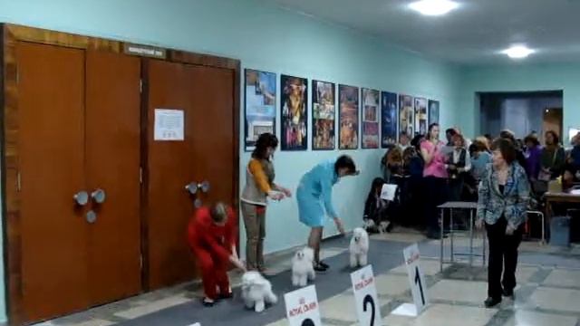 Моно пуделей Уфа-2015 - сравнение на лучш белого тоя смотреть онлайн