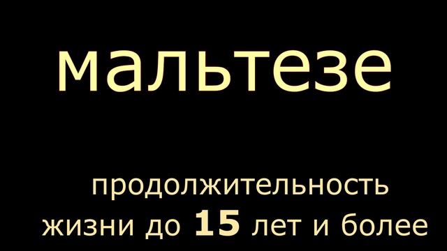 #Топ10 пород собак долгожителей #Собакидолгожители топ10 Собаки, которые живут дольше всех смотреть онлайн