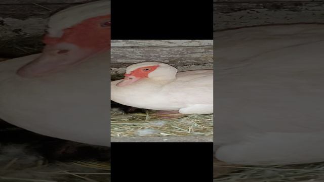 Её больше нет в нашем хозяйстве