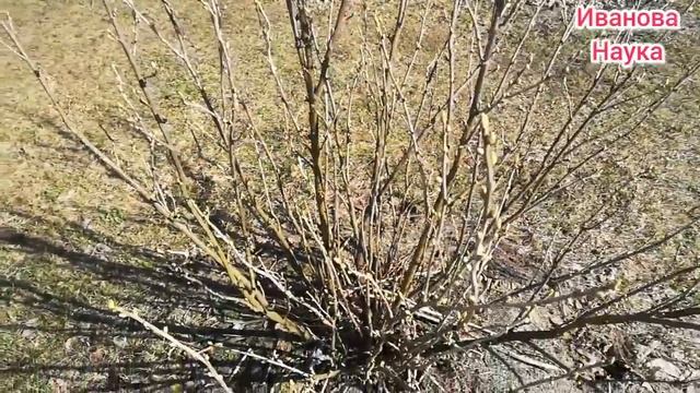 Не упустите урожай смородины и малины! Сделайте это и будет много ягод! смотреть онлайн