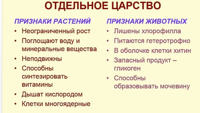 Вирусы бактерии грибы растения и животные