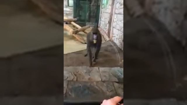 Калининградская обезьяна Мандрил жжет!Смотреть до конца! смотреть онлайн