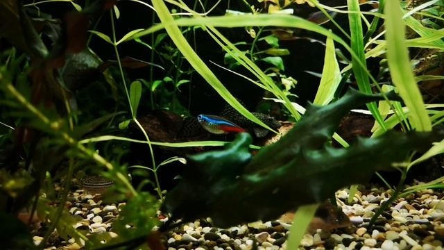 ГУППИ КОБРА. СОДЕРЖАНИЕ И РАЗВЕДЕНИЕ В АКВАРИУМЕ смотреть онлайн