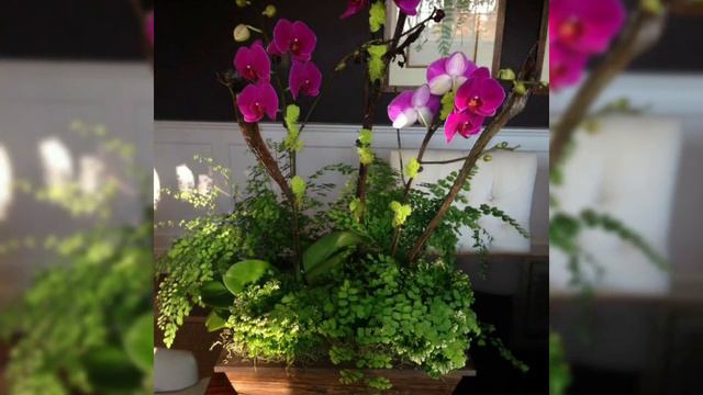 Beautiful and splendid phalaenopsis flowers arrangements ideas part 1 смотреть онлайн
