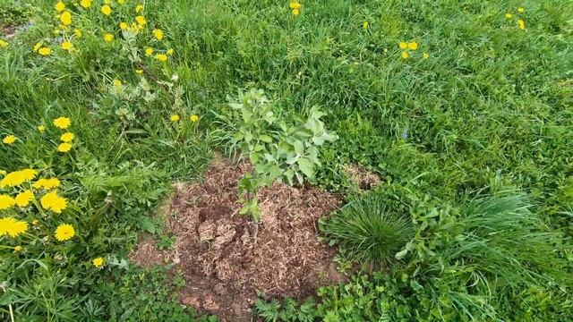 #55. Огород и сад. Зарастаем травой! [Жизнь на своей земле] смотреть онлайн