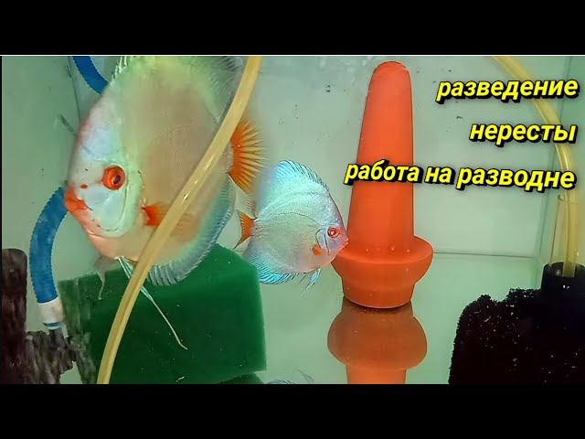Разведение и содержание Дискусов смотреть онлайн