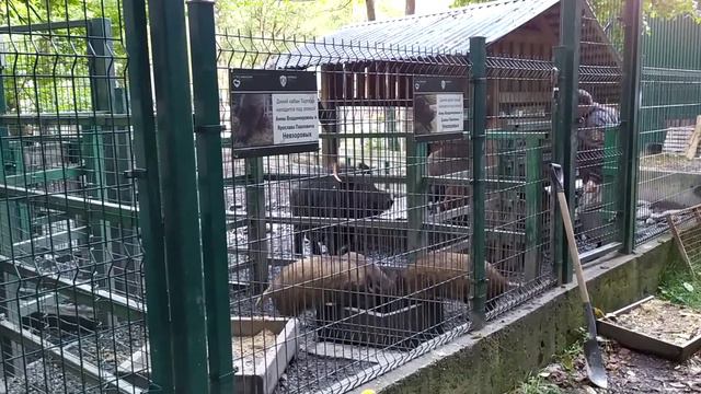 Логистическая схема перемещений и шлюзований при кормлении диких кабанчиков. смотреть онлайн