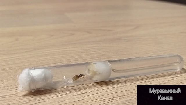 Что за муравей Lasius flavus, сегодня я расскажу про этот вид муравьёв. смотреть онлайн