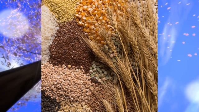 Биология, 6 кл., § 26 "Семейства класса Однодольные" смотреть онлайн