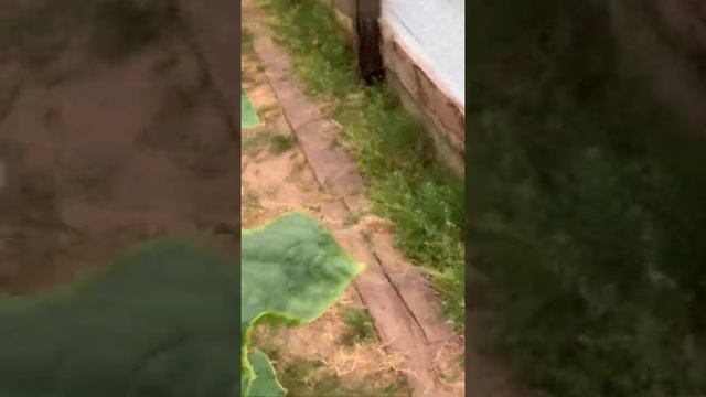 Сорт Гунар F1 в 4 теплице. Насколько подросла наша 4 теплица и сколько мы с нее собираем. смотреть онлайн