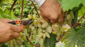 Виноград Кураж