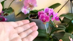 КУЧЕРЯВЫЕ ОРХИДЕИ обзор фаленопсисы мини и цветоносы орхидей