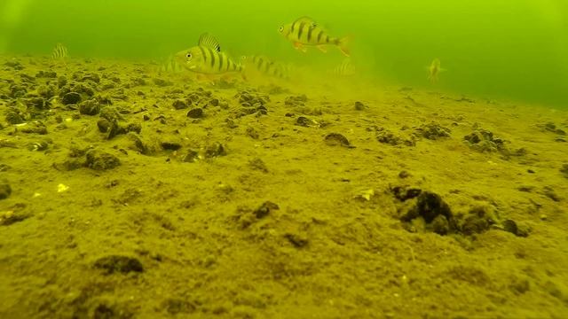 озеро Дривяты, Браслав...подлёдная съёмка) окунь на блесну смотреть онлайн