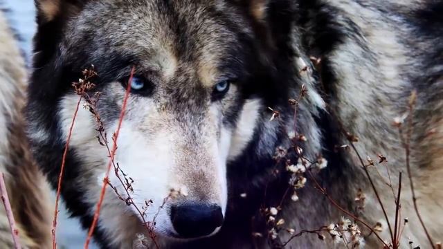 ИНТЕРЕСНЫЕ ФАКТЫ - ВОЛКИ (часть 2) смотреть онлайн