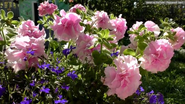 Чудесные прекрасные цветы! Wonderful beautiful flowers! смотреть онлайн