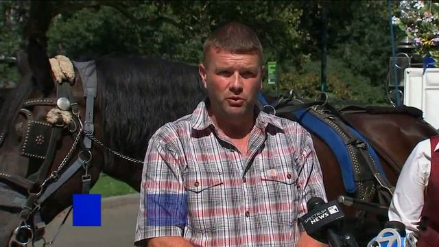 Royal horse expert to monitor Central Park carriage horses смотреть онлайн