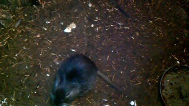 Разведение нутрий — Чем кормить? смотреть онлайн