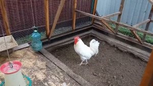 ?Как подсадить нового петуха в курятник. очень легко и просто. #петух #курятник #курица