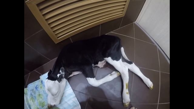 корова отелилась раньше времени((((((( смотреть онлайн