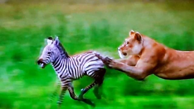 Львица и зебра смотреть онлайн