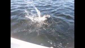 Белое море, Умба, 10 17 07 21г  Часть 1, Рыбалка