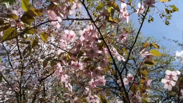 Цветение сакуры смотреть онлайн