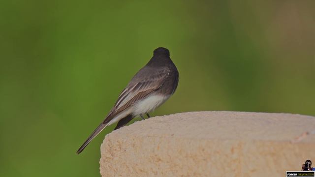 Getting Some Amazing Shots Of A Black Phoebe With A Nikon D500! смотреть онлайн