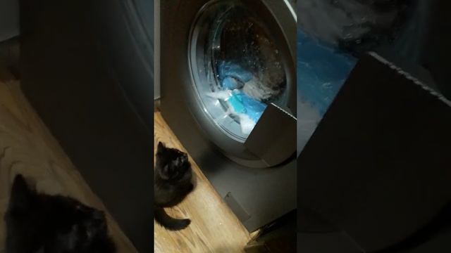 Приколы с животными. Кот-полоскун! смотреть онлайн