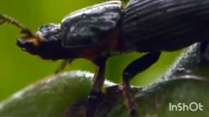 20 марта - День Земли. История и огромное значение праздника. Колокол Мира. Традиции и особенности.