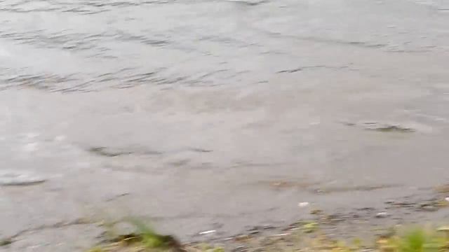 DSC 1001 смотреть онлайн