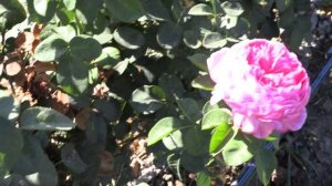 Модерн Арт - чайно-гибридная роза,  Оптовая продажа саженцев роз, Питомник Роз Полины Козловой,