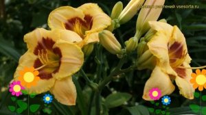 Лилейник гибридный Кустард Кэнди. Краткий обзор, описание hemerocallis hybrida Custard Candy