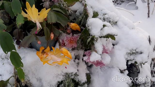 Жёлтый рождественник шлюмбергера на снегу смотреть онлайн