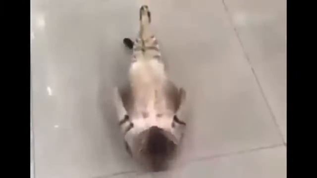 Кот качает пресс! Кот рокки! смешной кот! смешно до слез! смотреть онлайн
