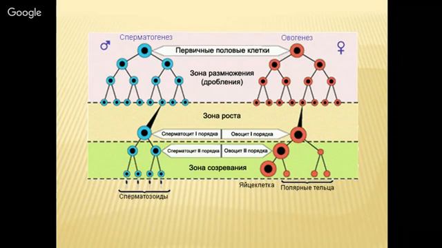 Биология: Решение задач по цитологии и генетике смотреть онлайн