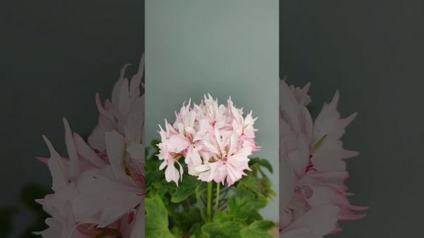 Пеларгонія Richard Hodson