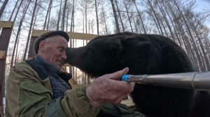 Залюбила медведица.