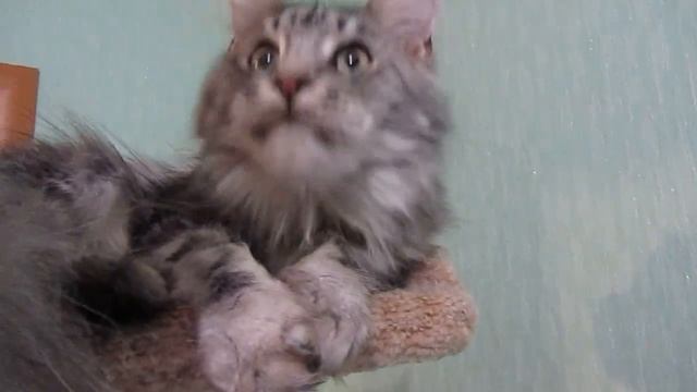 Фрейя, мейн-кун, 1 год 2 месяца смотреть онлайн